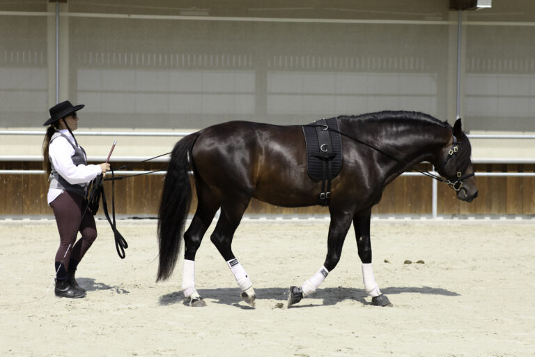 Présentation LR La Foule 2024