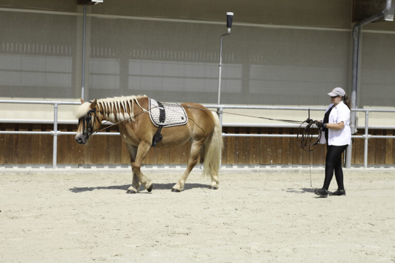 Présentation LR La Foule 2024